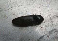 Ochosternus zealandicus