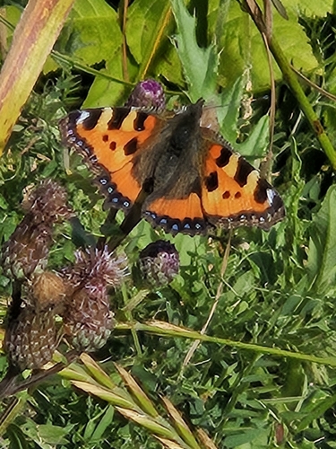 Small Tortoiseshell