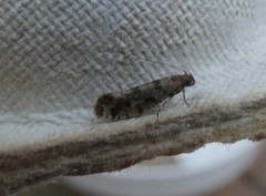 Parochmastis hilderi