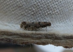 Parochmastis hilderi