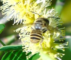 Leptorachis