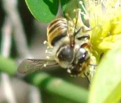 Leptorachis