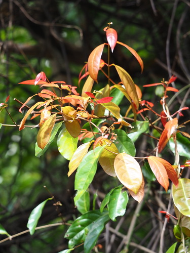 Hiptage benghalensis, photograph 2