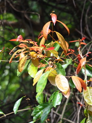 Hiptage benghalensis, photograph author not stated, no rights reserved
