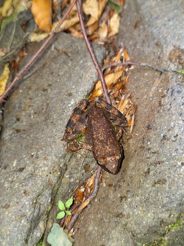 Greek frog