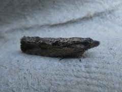 Strepsicrates ejectana