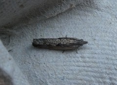 Strepsicrates ejectana