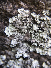 Lepraria normandinoides