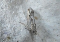 Strepsicrates ejectana