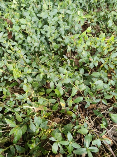 lesser periwinkle