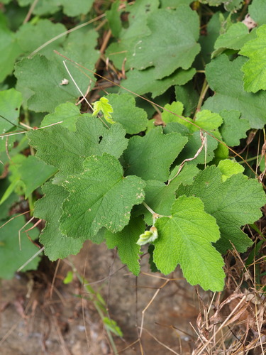 Rubus formosensis, photograph 2