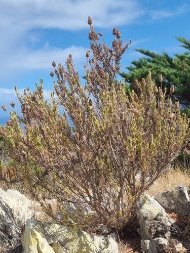 Lavandula pedunculata