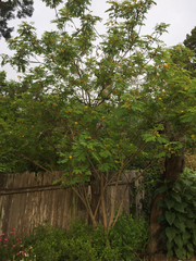 Leucaena retusa