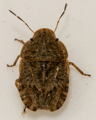 Sciocoris microphthalmus