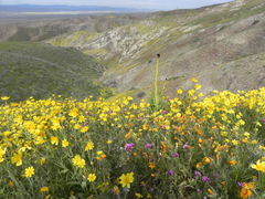 Monolopia lanceolata