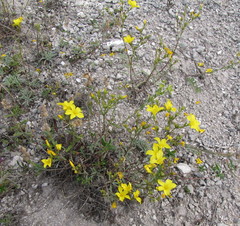 Linum ucranicum