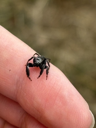Evarcha arcuata