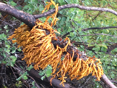 Phoradendron juniperinum