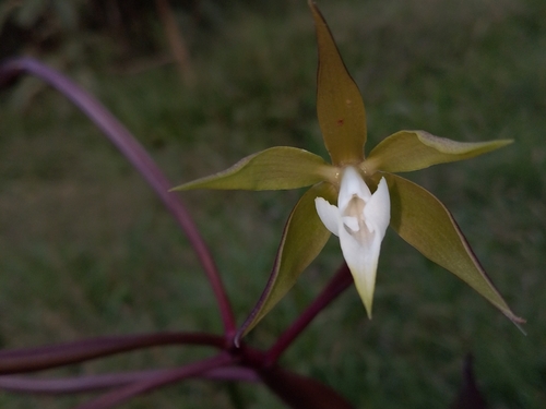 Epidendrum lacustre