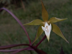 Epidendrum lacustre