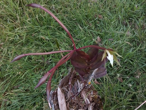 Epidendrum lacustre, photograph 1