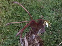 Epidendrum lacustre, photograph author not stated, no rights reserved