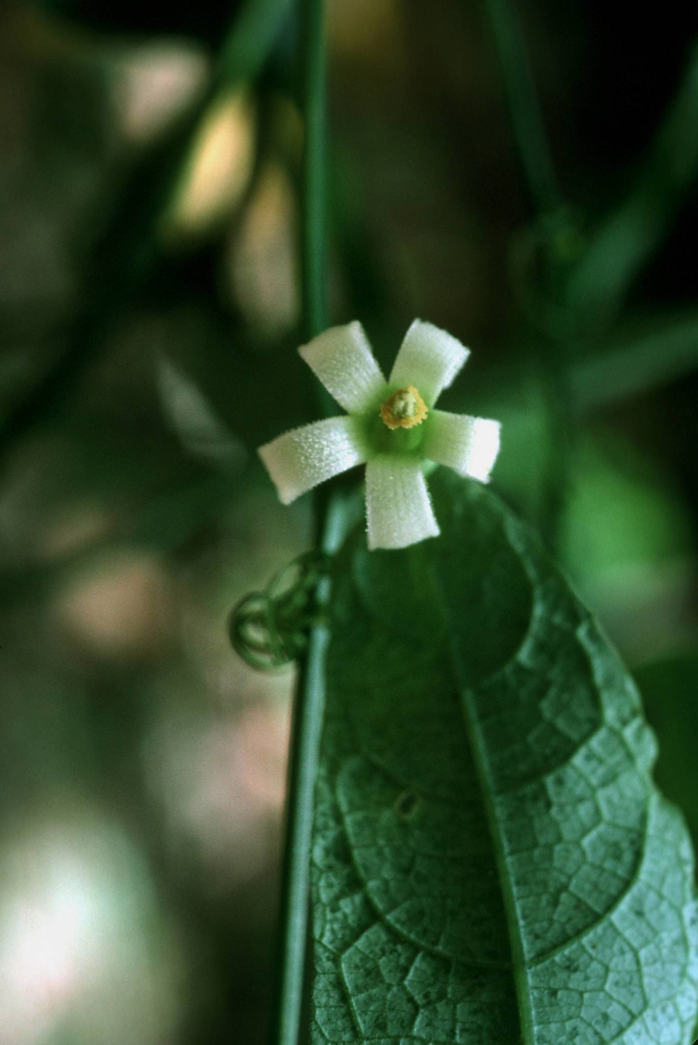 Cayaponia americana