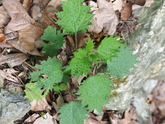 Urtica thunbergiana