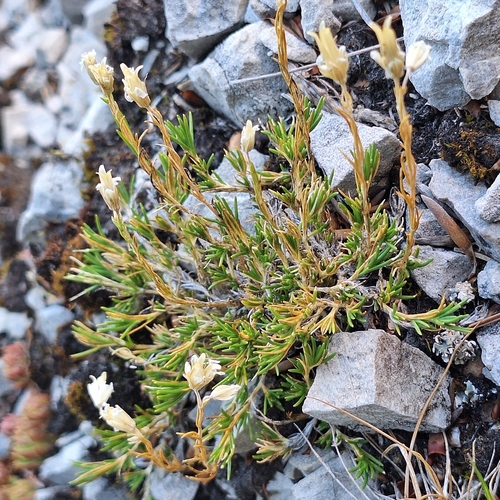 Cherleria langii