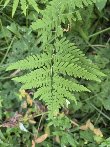 marsh fern
