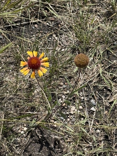 great blanketflower