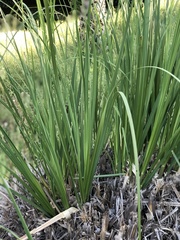 Carex virgata