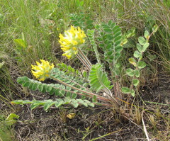 Astragalus dasyanthus
