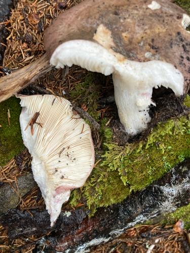 brittlegills