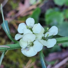Erysimum witmannii