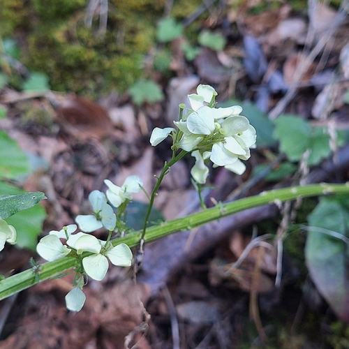 Erysimum witmannii, photograph 2