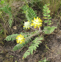 Astragalus dasyanthus