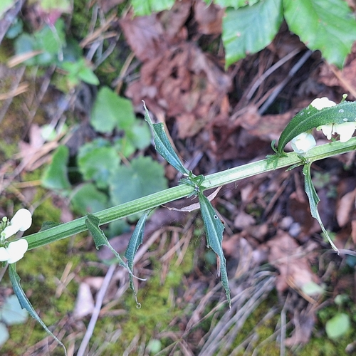Erysimum witmannii, photograph 3