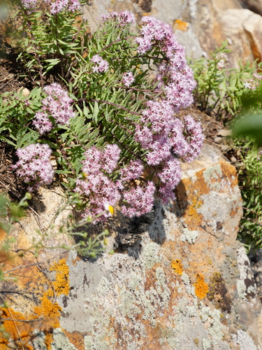 Hylotelephium tatarinowii