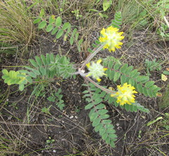 Astragalus dasyanthus