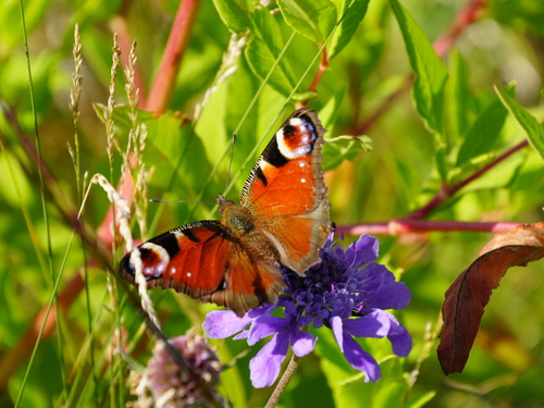 European Peacock Butterfly