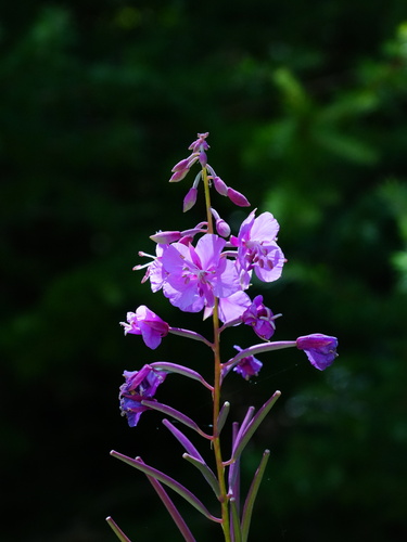 fireweed
