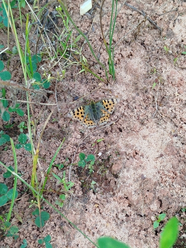 Queen of Spain Fritillary
