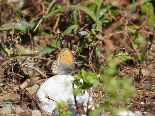 Coenonympha amaryllis