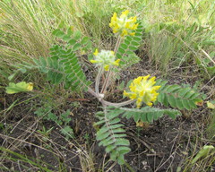Astragalus dasyanthus