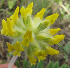Astragalus dasyanthus