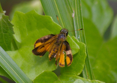 Choranthus vitellius