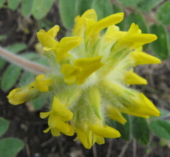 Astragalus dasyanthus
