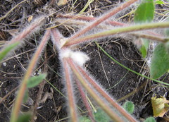 Astragalus dasyanthus
