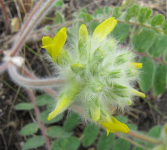 Astragalus dasyanthus
